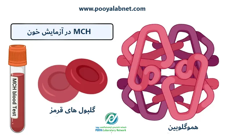 MCH در آزمایش خون